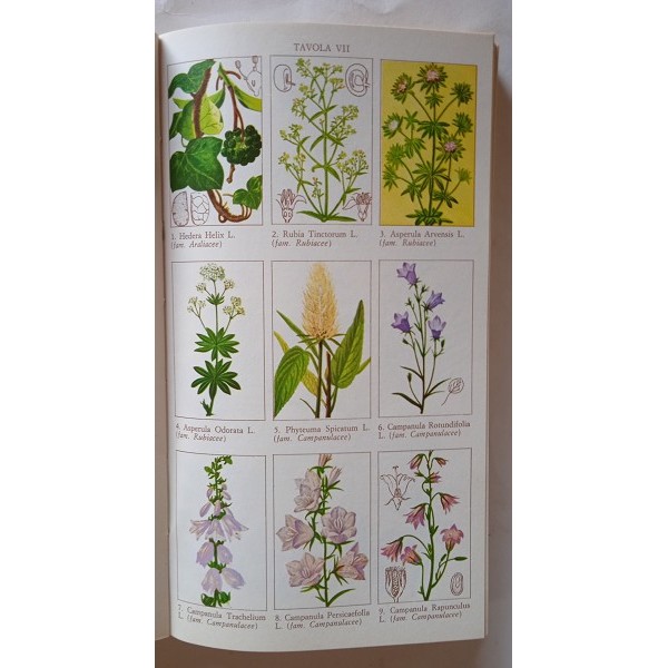 Guida botanica d’Italia, ossia, Chiavi analitiche per determinare le piante spontanee che cres Guida botanica d’Italia, ossia, Chiavi analitiche per determinare le piante spontanee che cres