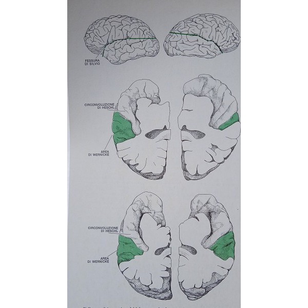Il cervello. Organizzazione e funzioni Il cervello. Organizzazione e funzioni