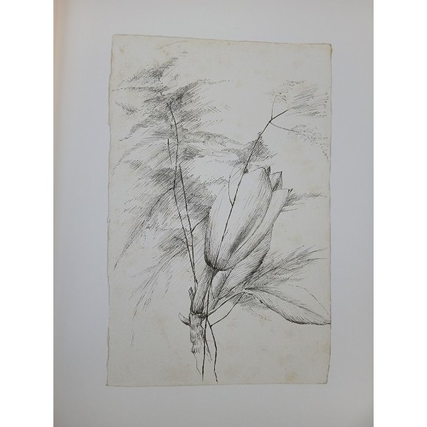 Manzù: 30 disegni originali. Studi di erbe e fiori. Laveno 1944 Manzù: 30 disegni originali. Studi di erbe e fiori. Laveno 1944